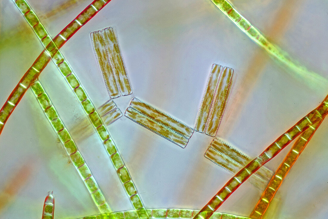 Diatoms and filamentous algae, light micrograph