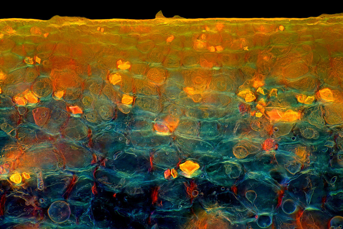 Crystals in lemon fruit peel, light micrograph