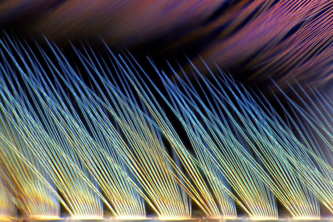 Mayfly larva caudal filament, light micrograph