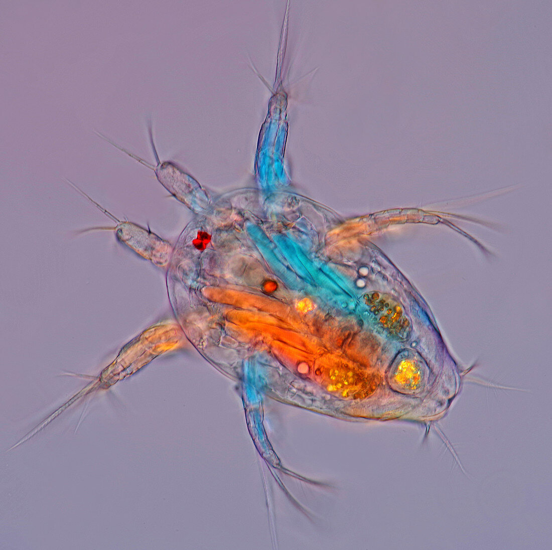 Nauplius copepod larval stage, light micrograph