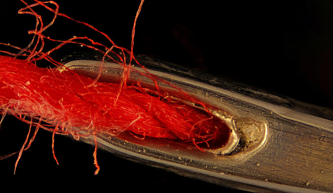 Needle and thread, light micrograph