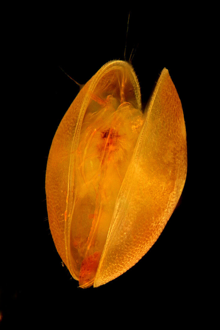 Ostracod aquatic crustacean, light micrograph
