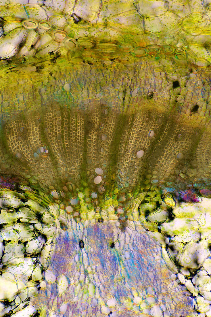 Pepper petiole, light micrograph