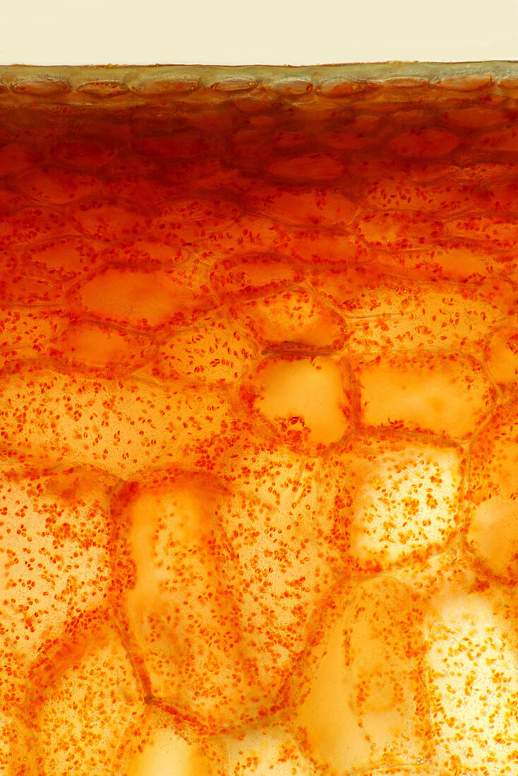 Pepper external layer, light micrograph