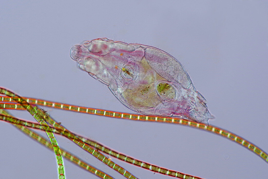 Rotifer and filamentous algae, light micrograph