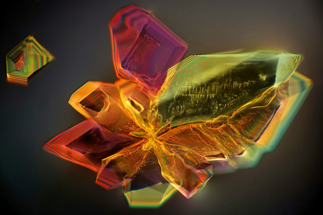 Sugar crystals, light micrograph