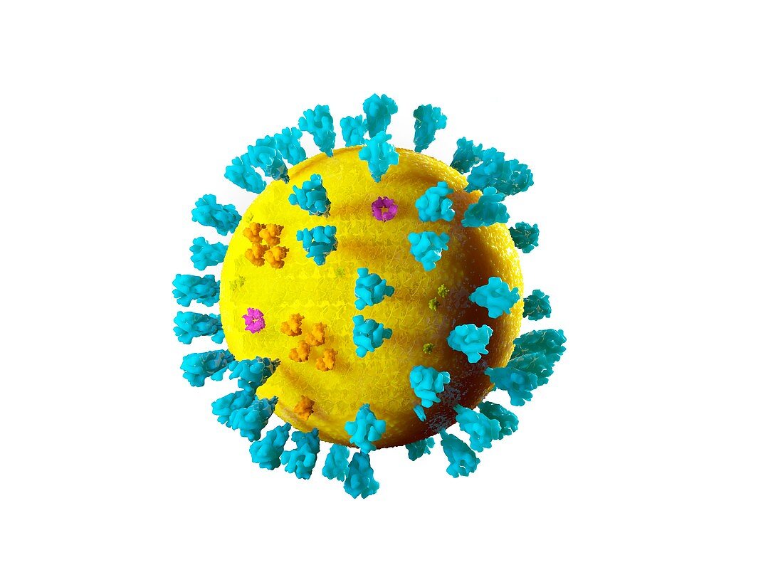 SARS virus particle, illustration