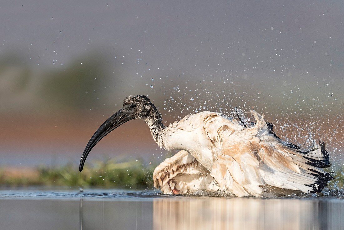 Sacred ibis bathing