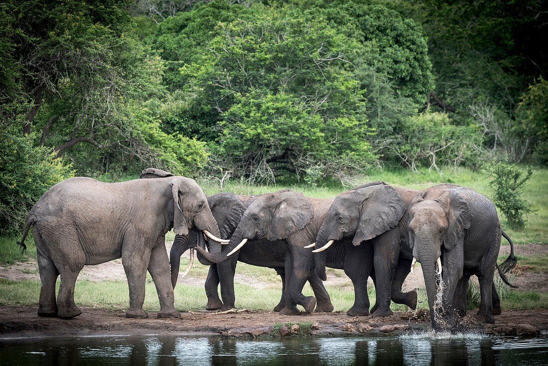 African Elephants greeting