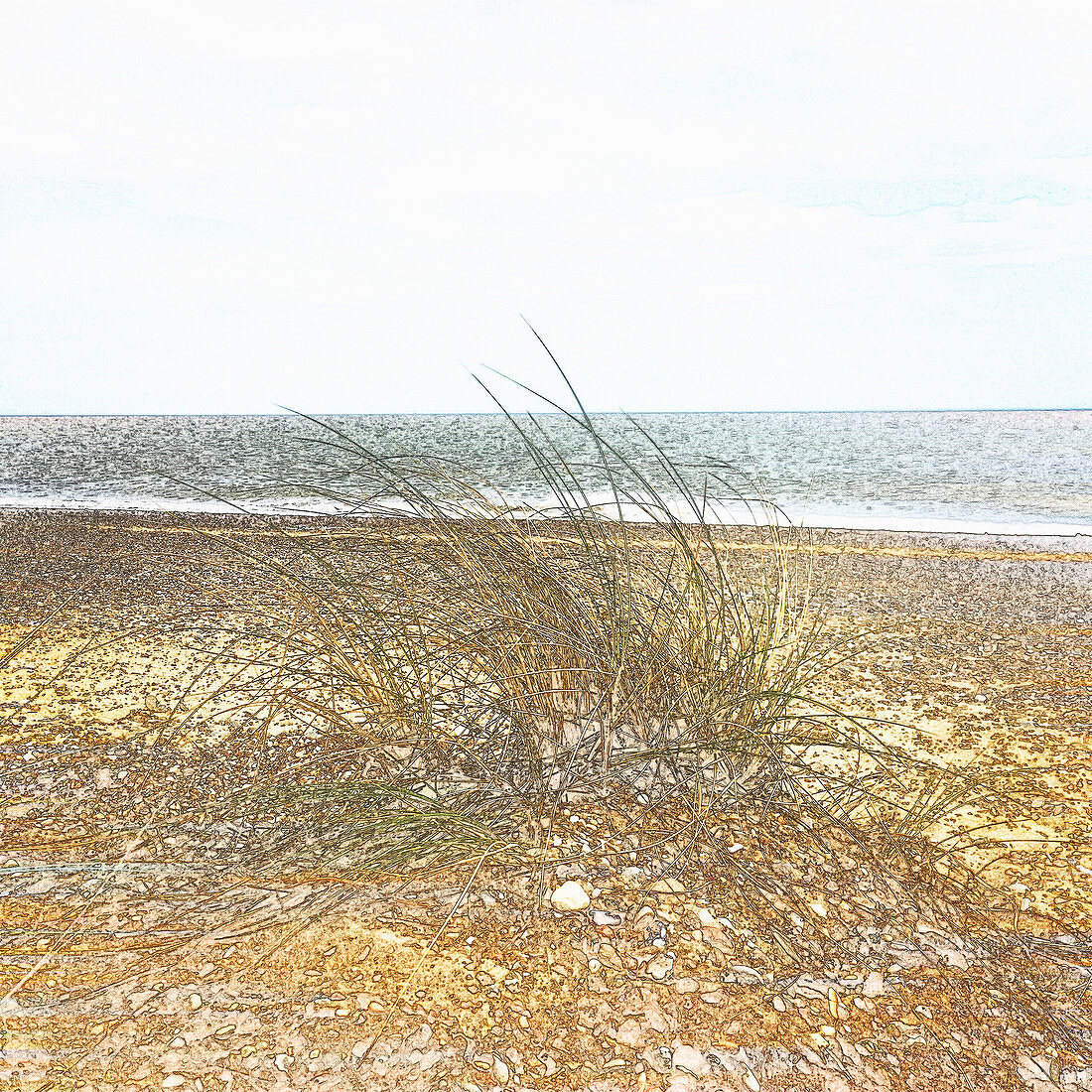 Marram grass growing on beach, illustration
