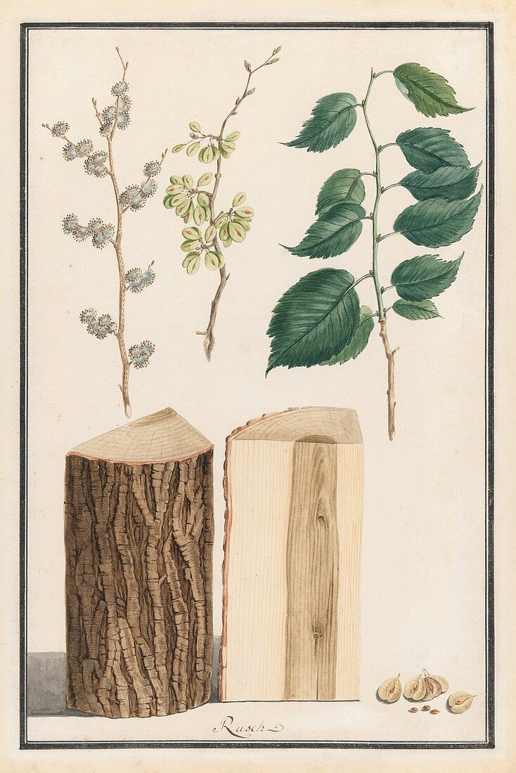 Elm tree, 18th-century botanical illustration