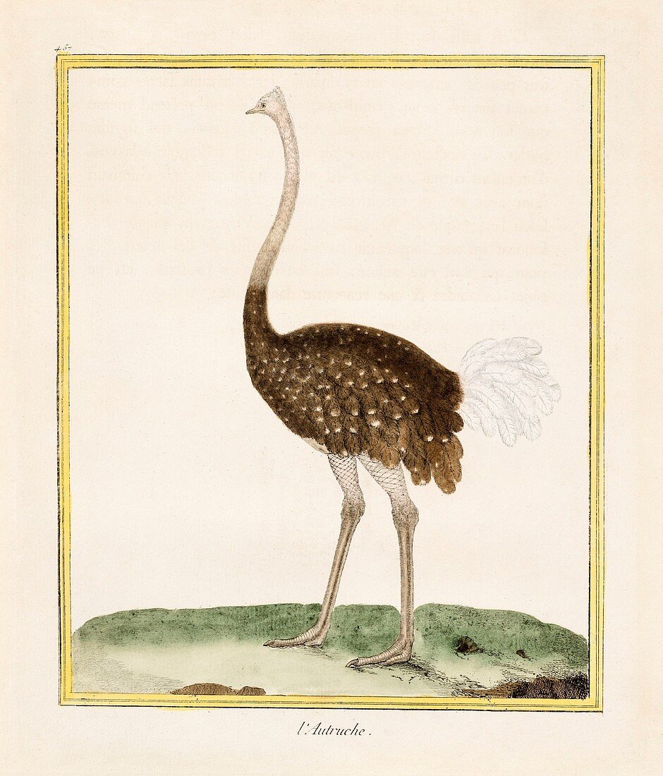 Ostrich, 18th century