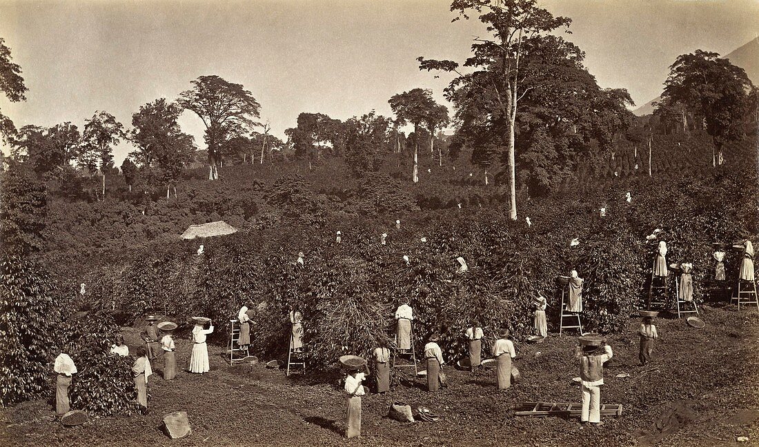 Coffee harvesting in Guatemala, 1875
