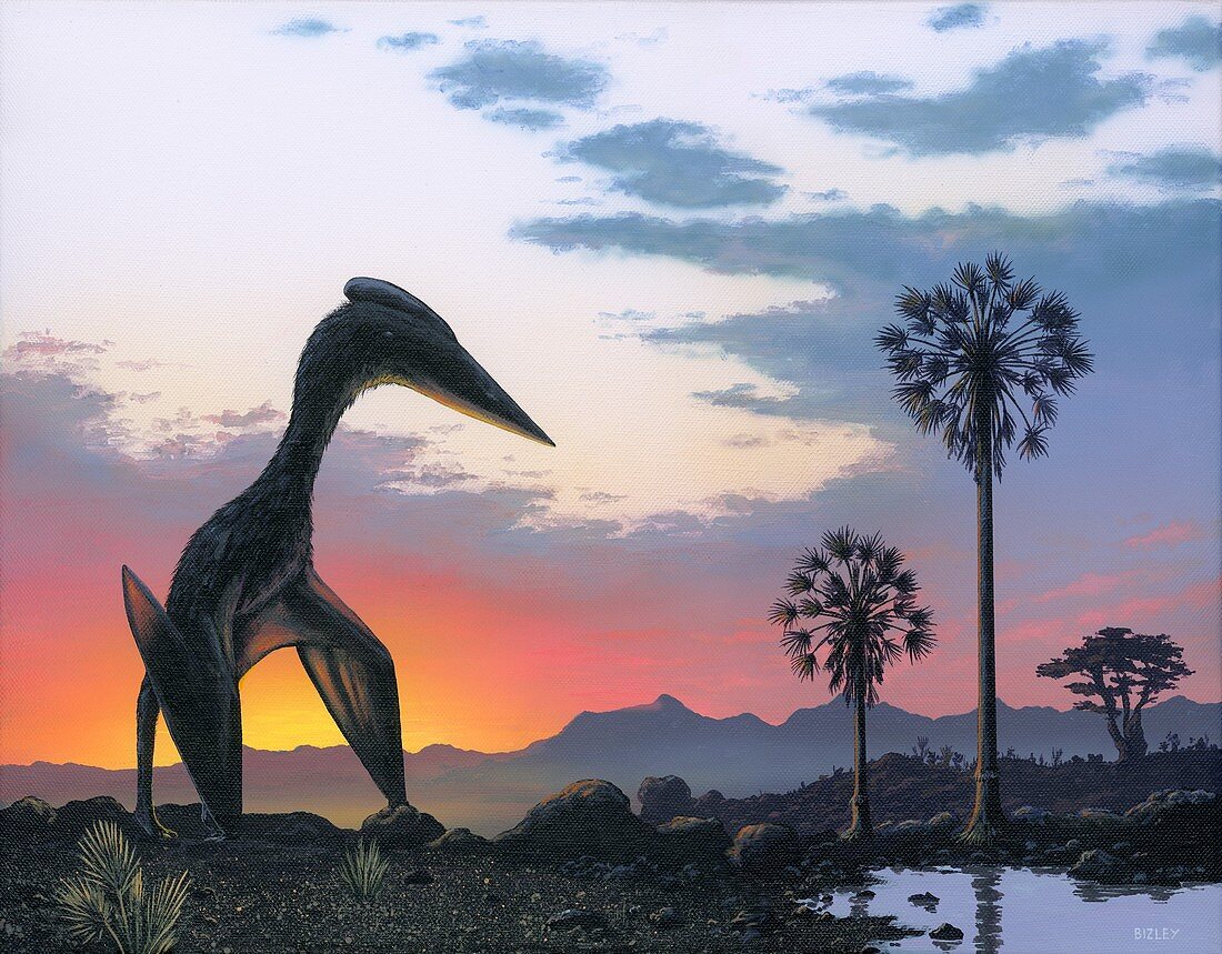 Hatzegopterix pterosaur at Dawn, illustration