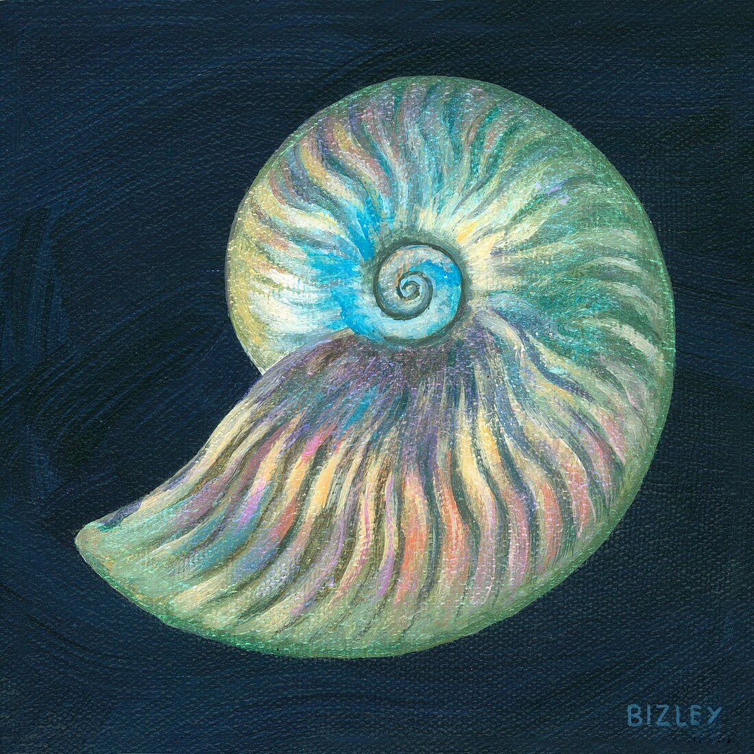 Fossil nautilus, illustration