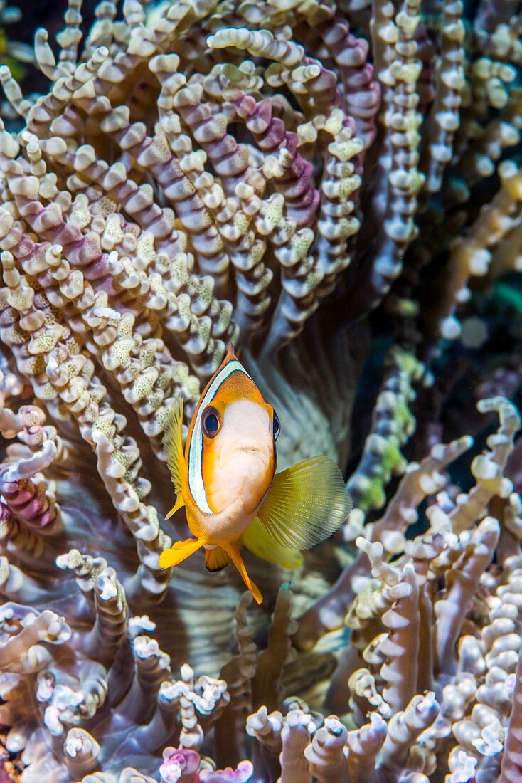 Clark's anemonefish and beaded anemone, Bali, Indonesia