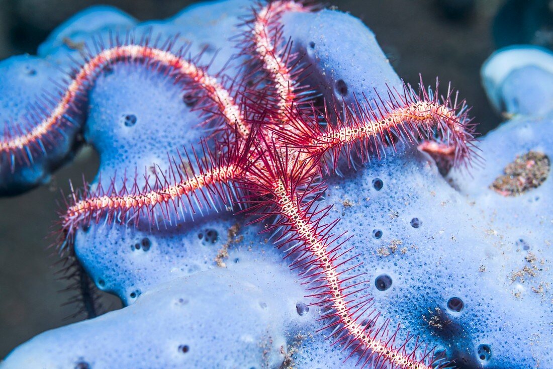 Dark red-spined brittlestar on coral, Bali, Indonesia