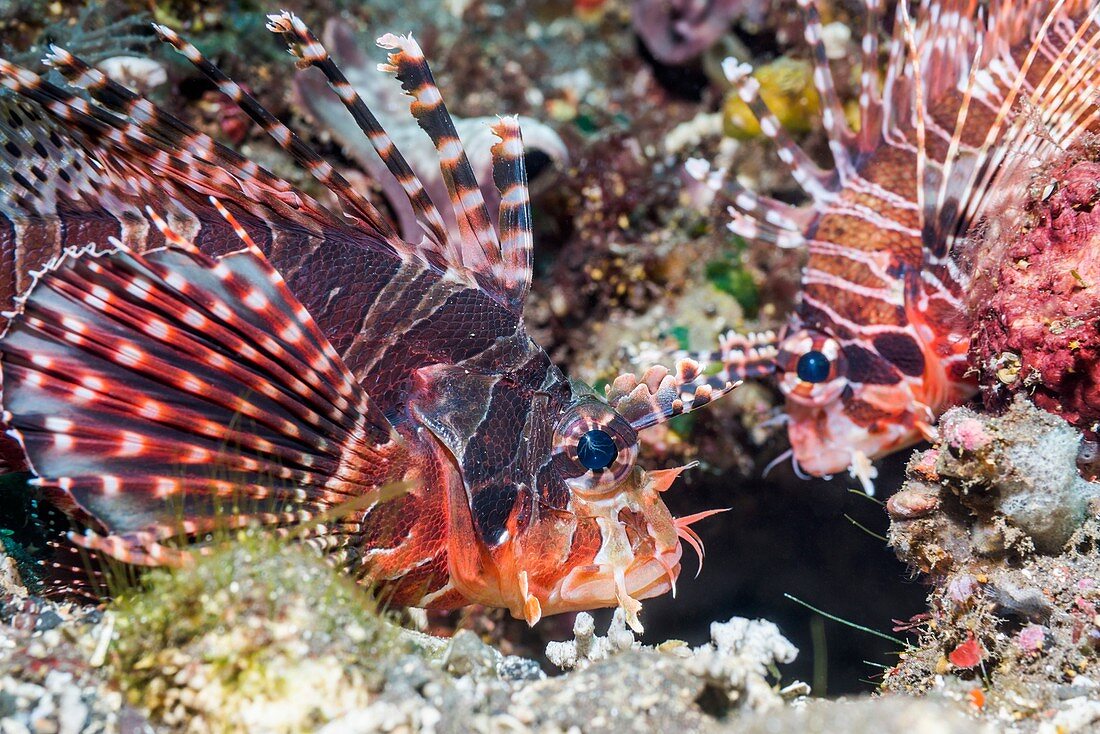 Zebra lionfish on reef, Bali, Indonesia