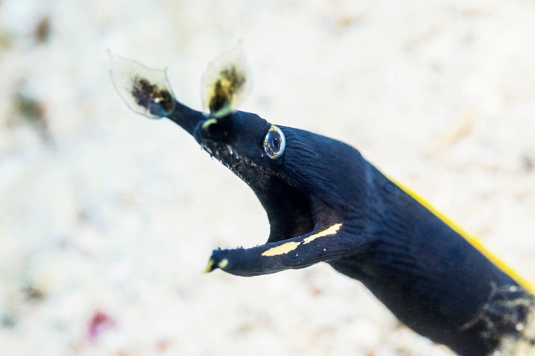 Ribbon eel on reef, Bali, Indonesia