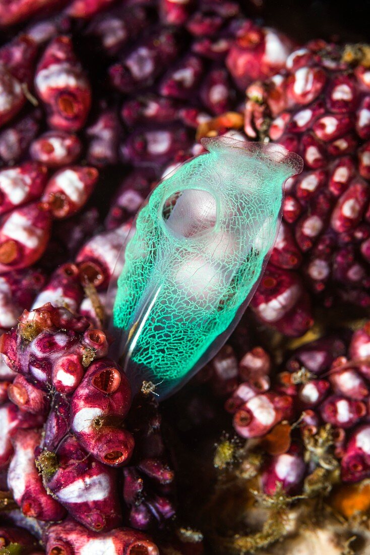 Sea squirts on reef, Bali, Indonesia