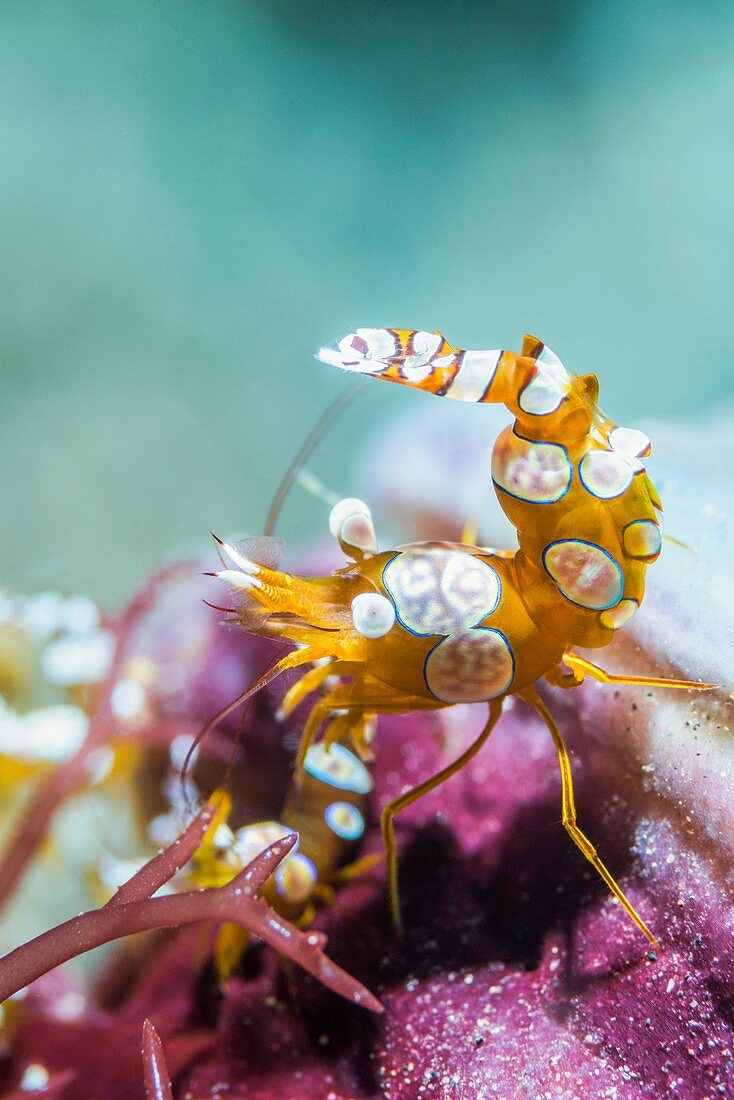 Durban hinge-beak prawn on reef, Bali, Indonesia