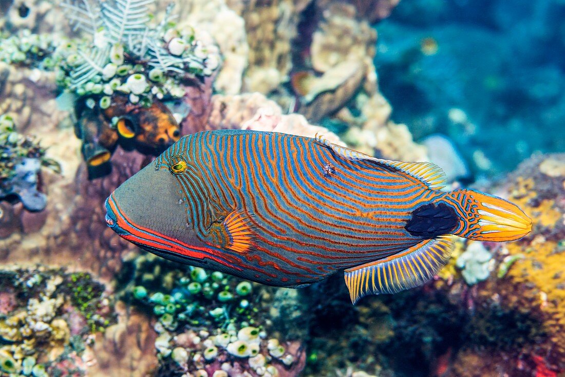 Orange-lined triggerfish on reef