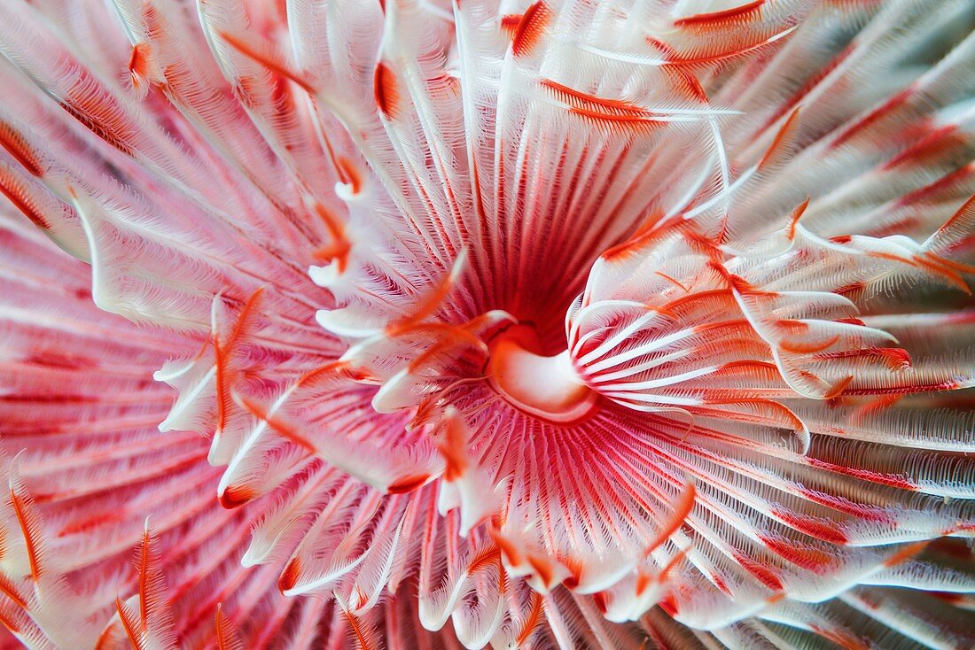 Magnificent tube worm, Bali, Indonesia