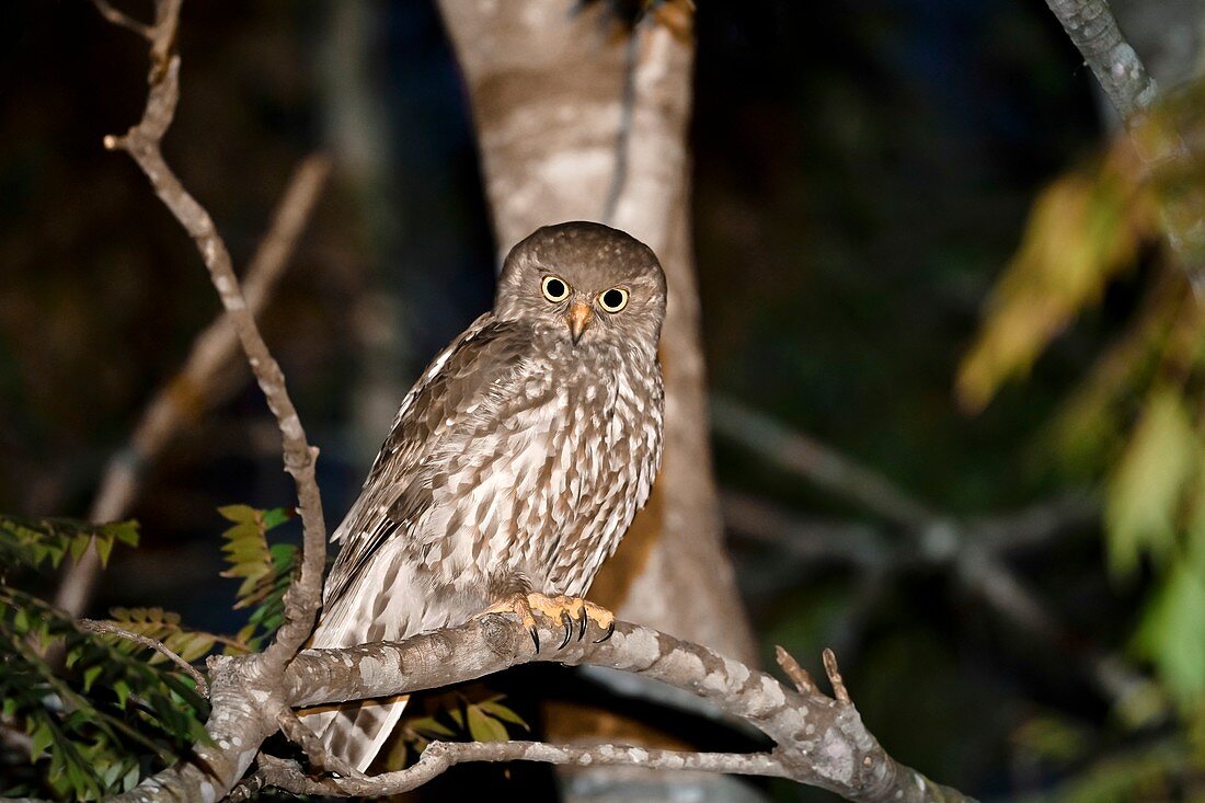 Barking owl, Brisbane, Australia