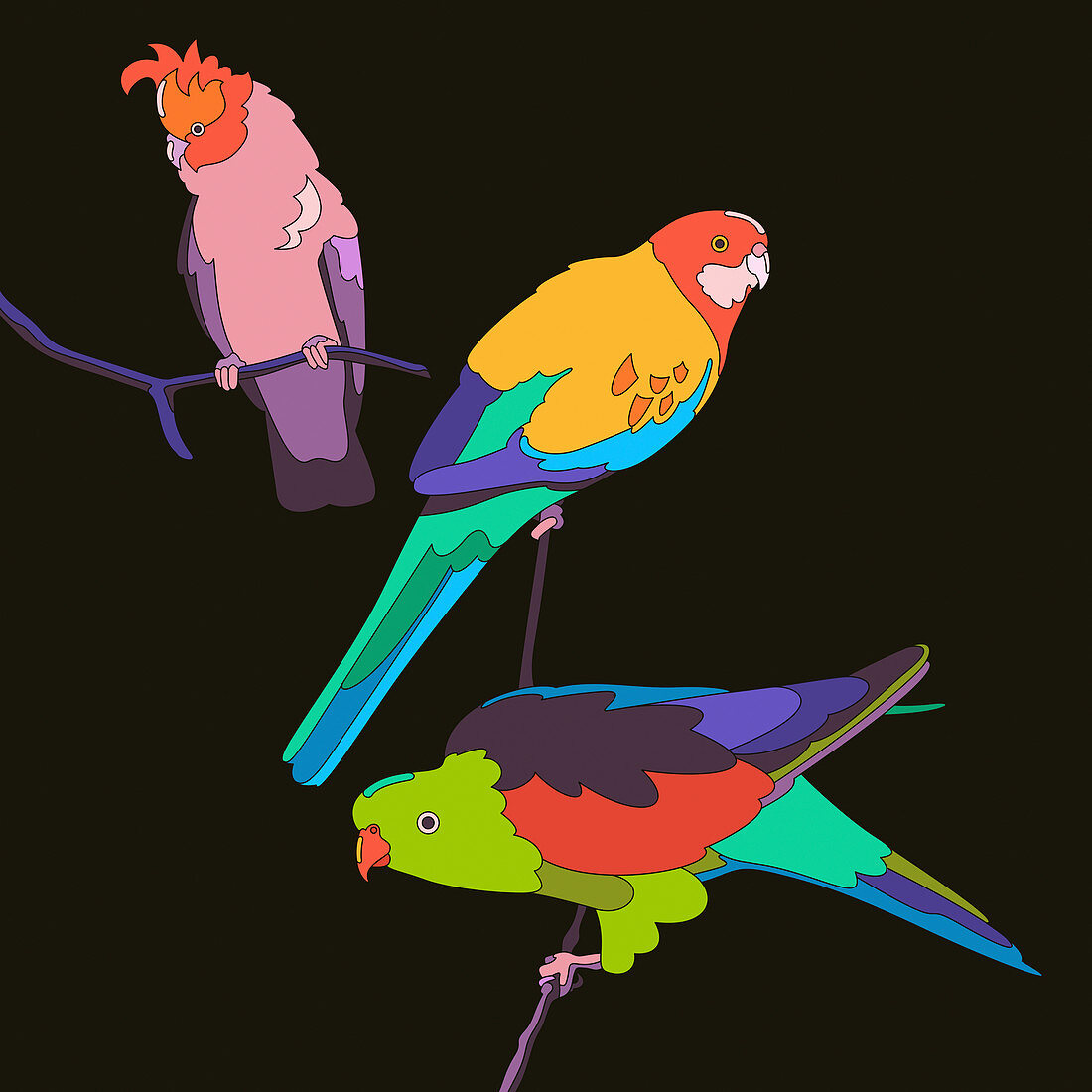 Parrots, illustration
