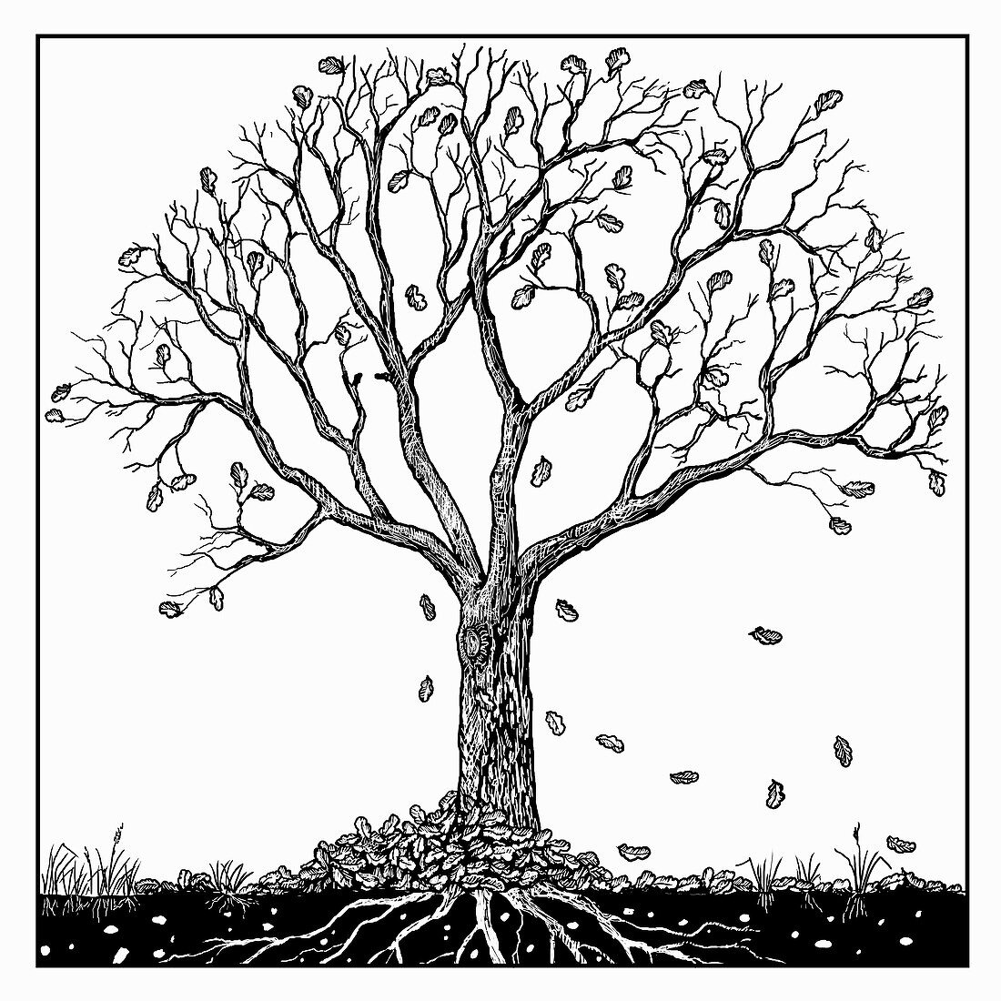 Tree in autumn, illustration