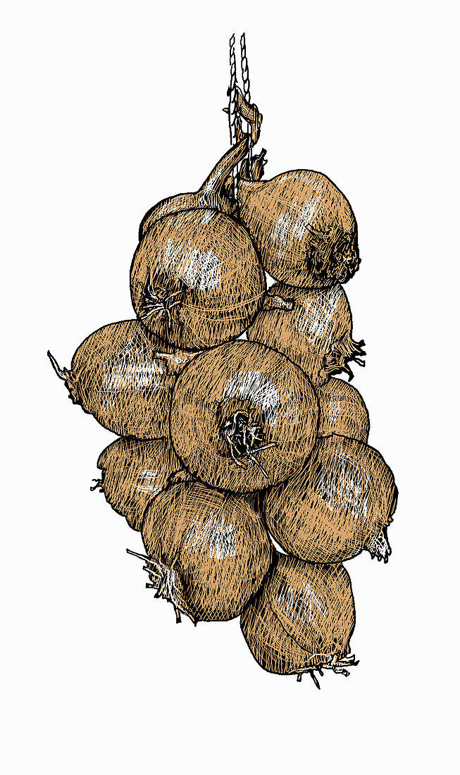 String of onions, illustration