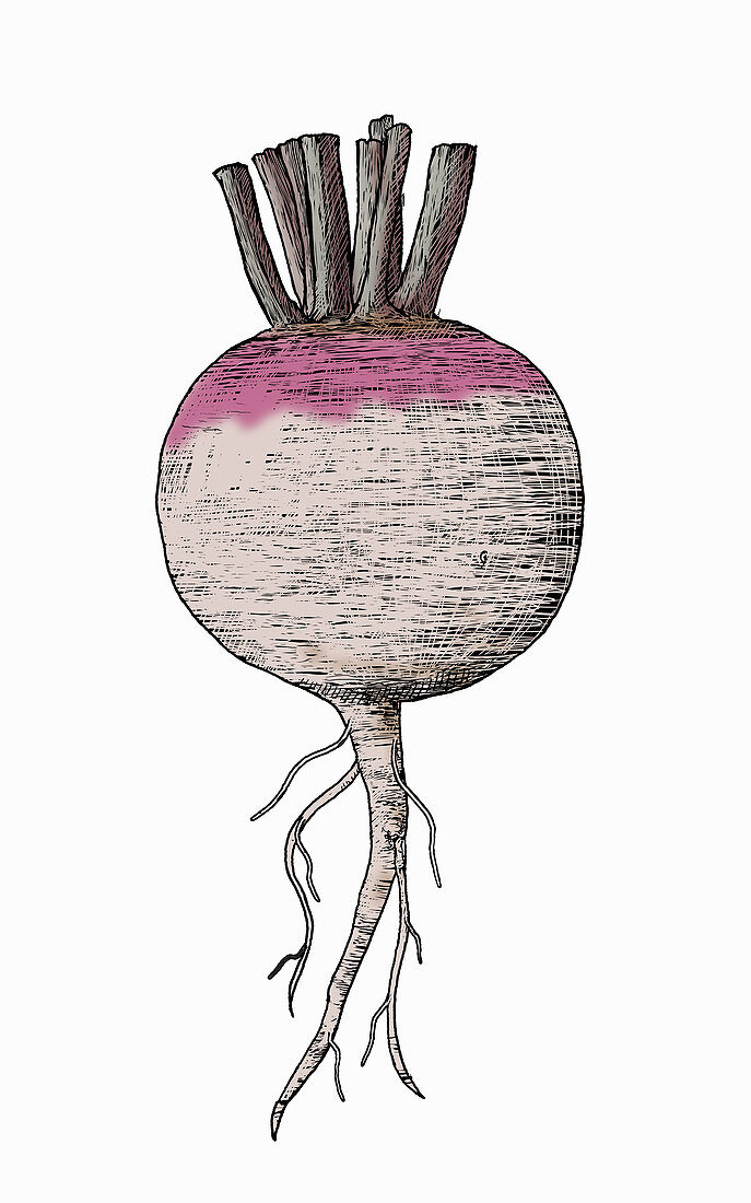 Beetroot, illustration