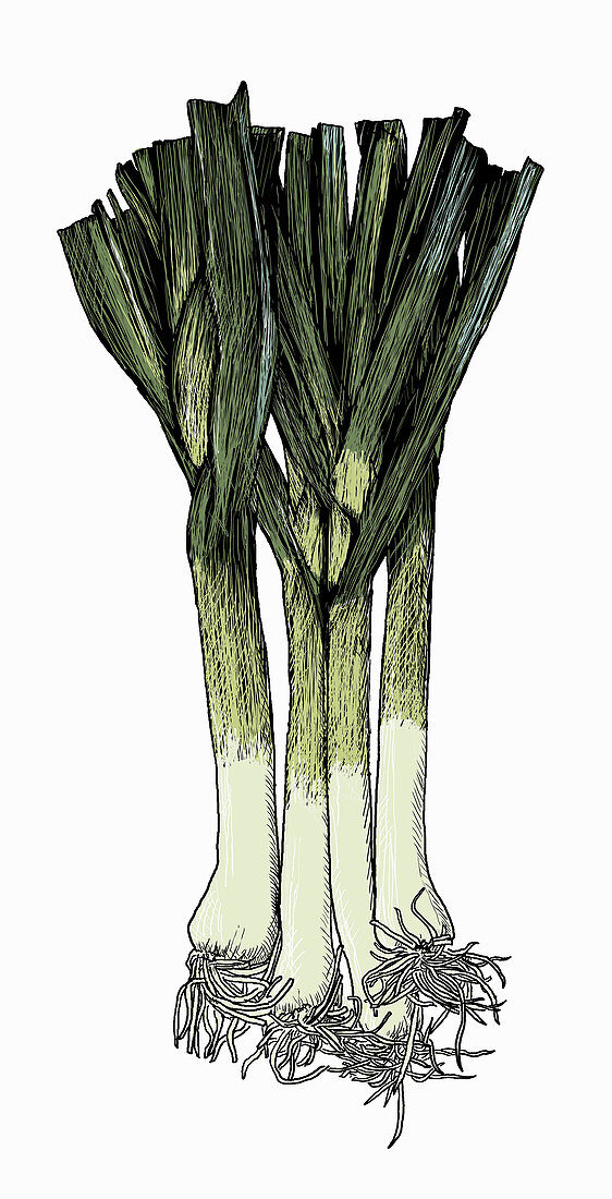 Bunch of leeks, illustration