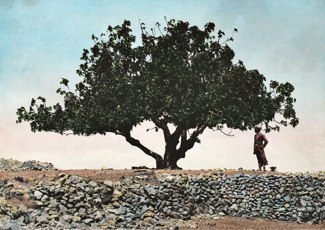 Tree before locust plague in Palestine in 1915