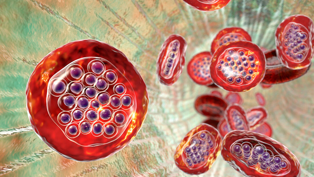 Plasmodium falciparum inside red blood cell, illustration