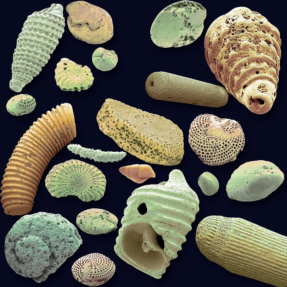 Sand microfossils, SEM