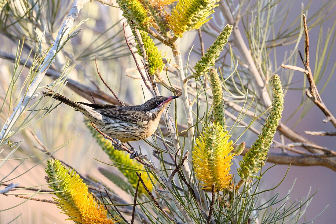 Spiny-cheeked honeyeater