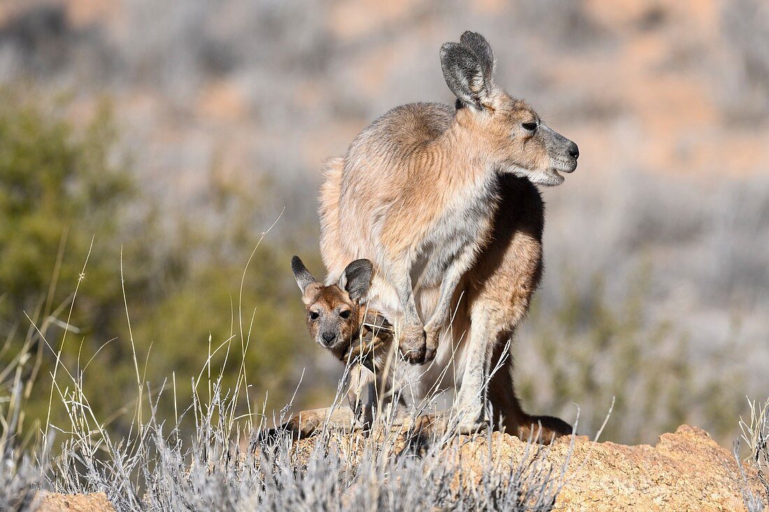 Kangaroo mother with young