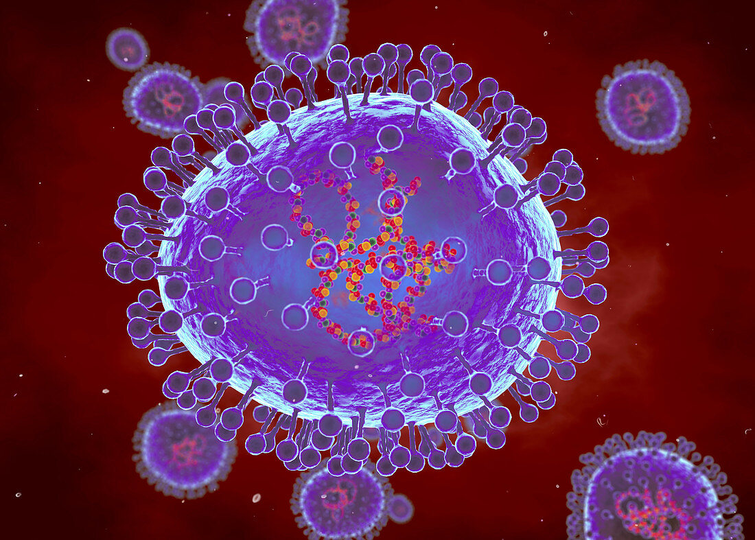 Human metapneumoviruses, illustration
