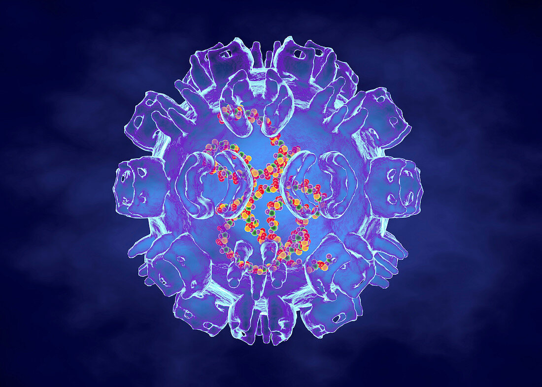 Ross river virus, illustration