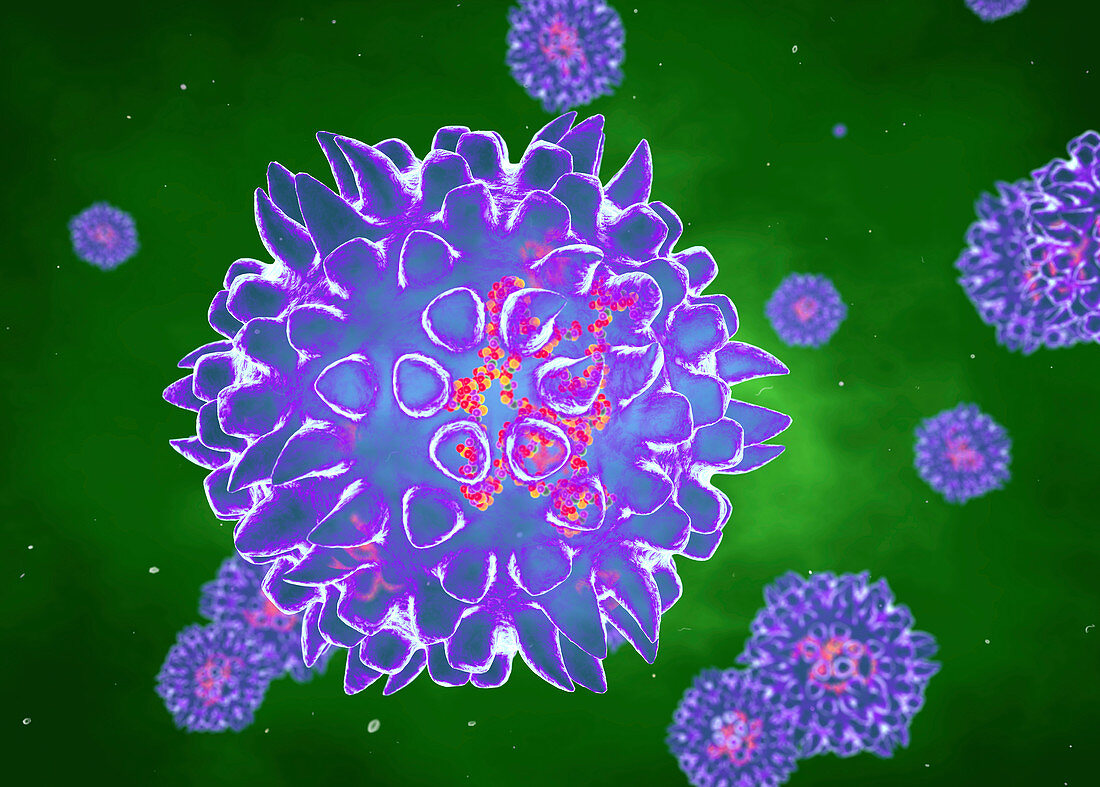 Rotaviruses, illustration
