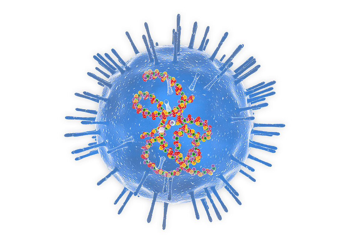 Rubella virus, illustration