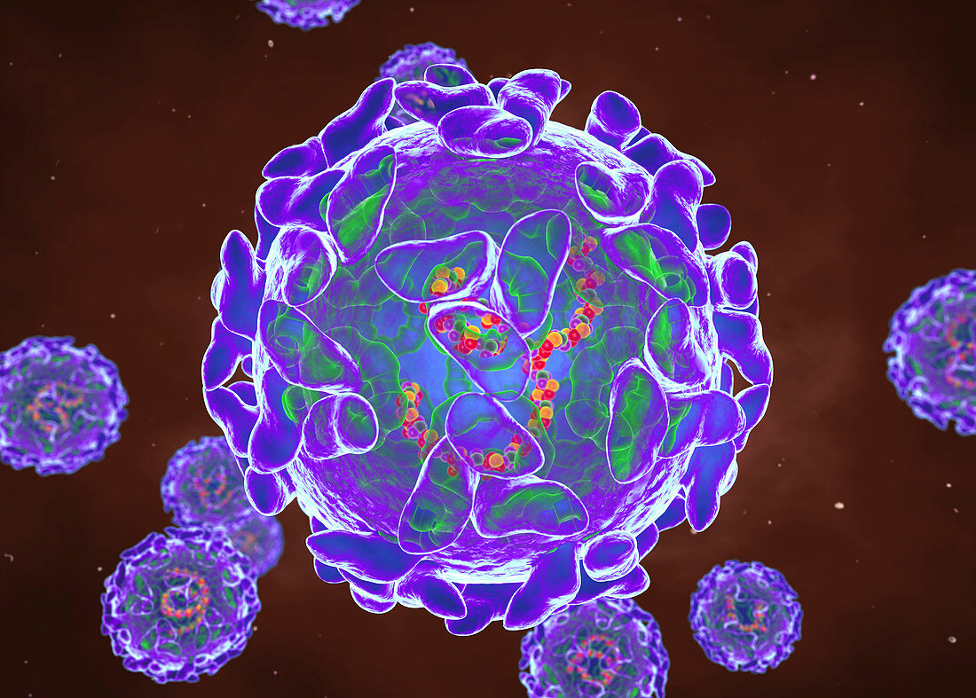 Sindbis viruses, illustration