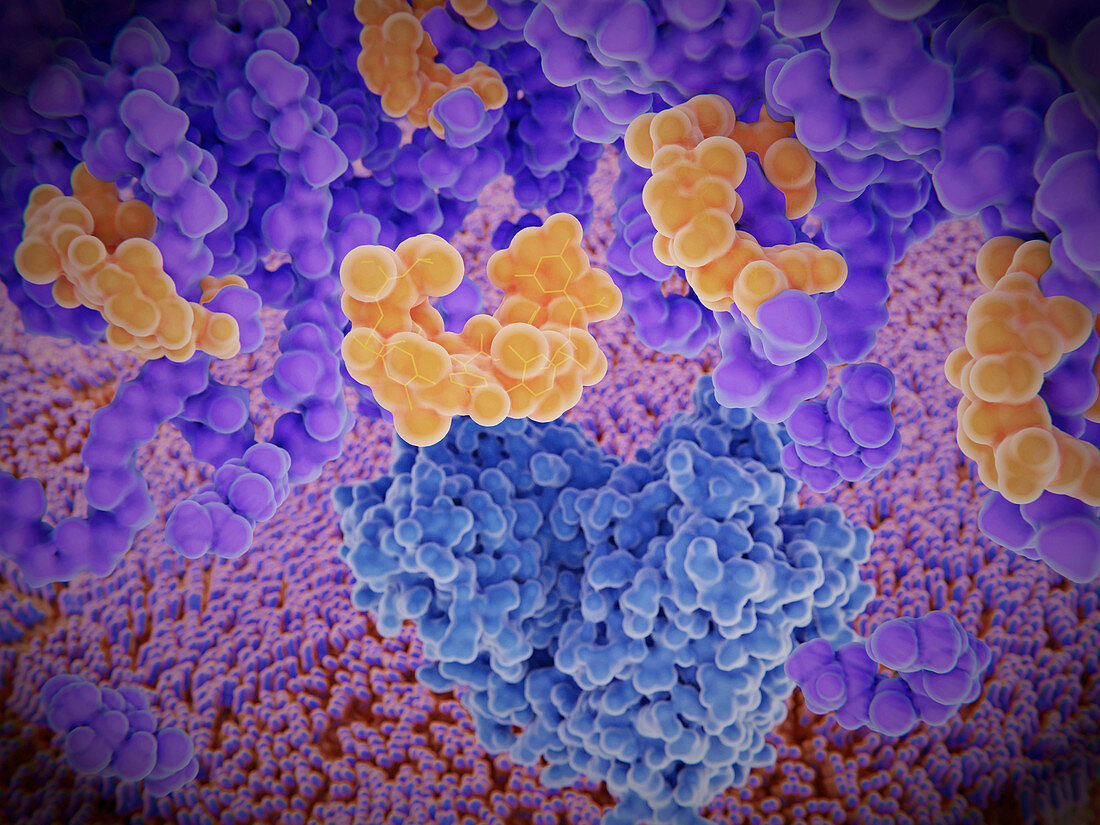 Vancomycin resistance protein, molecular model