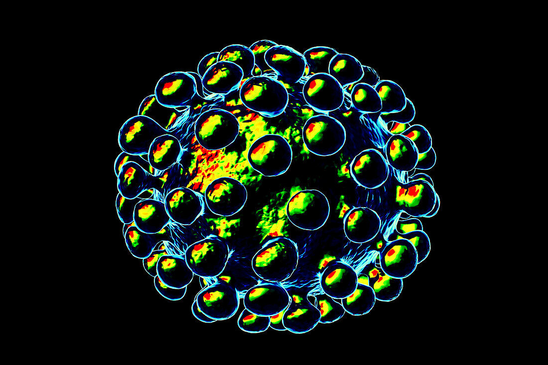 Coronavirus particle, illustration