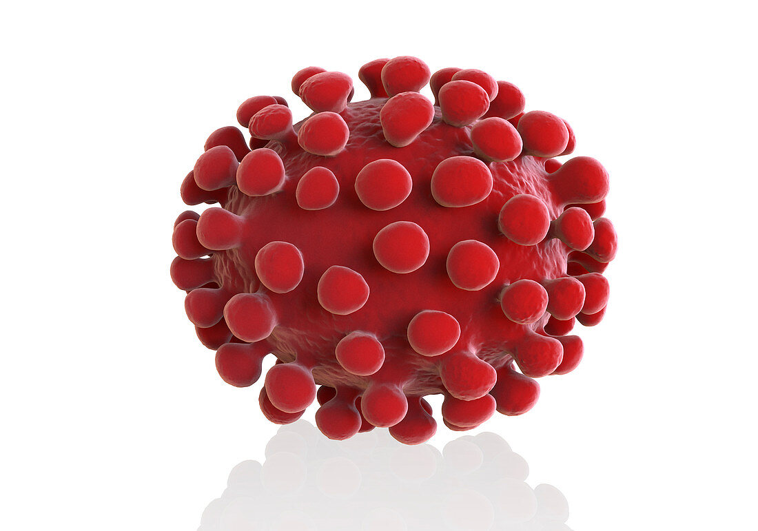 Coronavirus particle, illustration