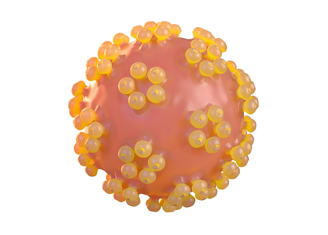 Human papillomavirus, illustration