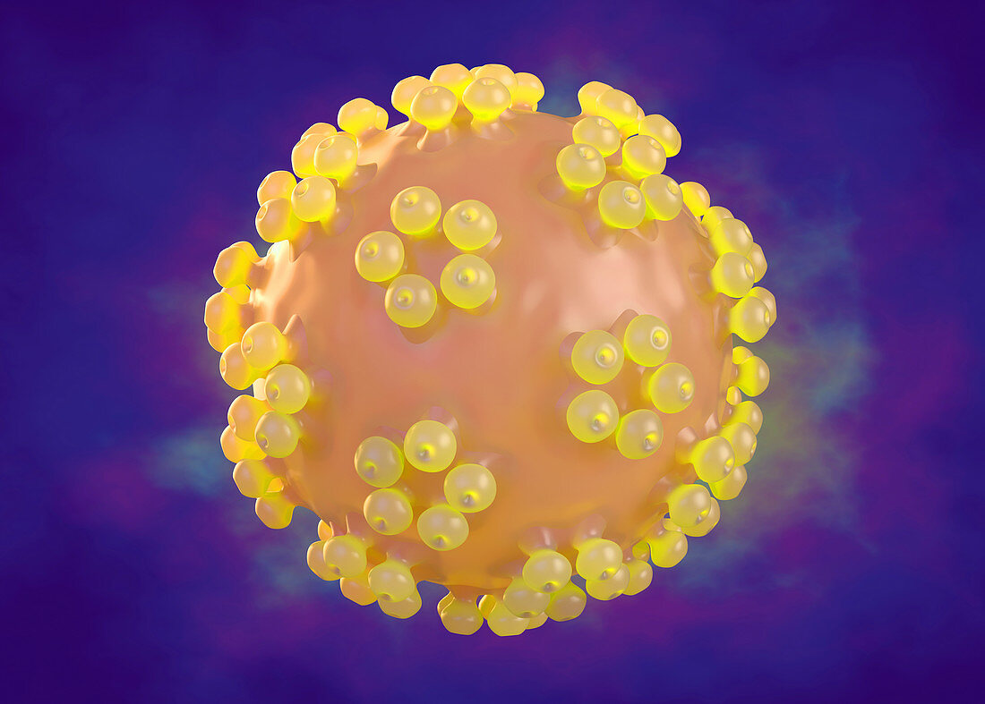 Human papillomavirus, illustration