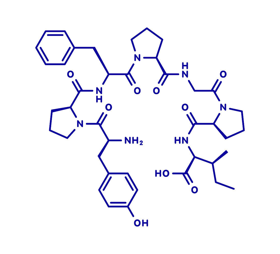 Beta-casomorphin peptide 7 molecule, illustration