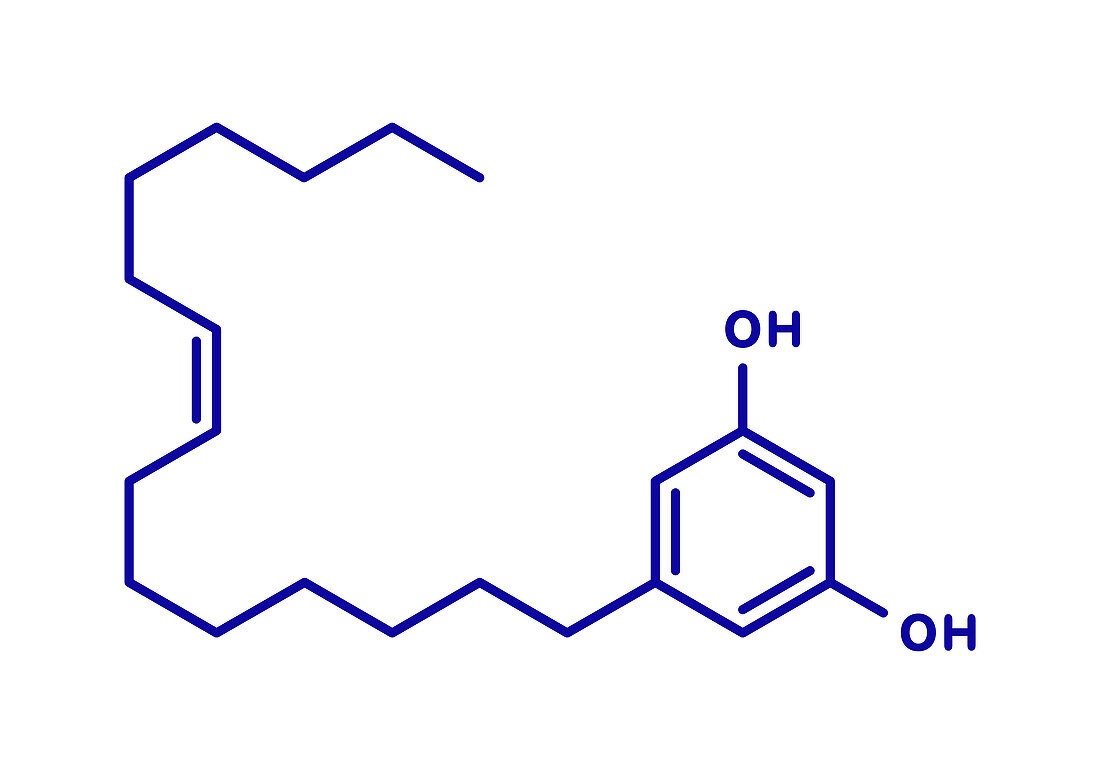 Bilobol Ginkgo biloba molecule, illustration
